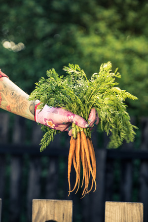 Candid and casual gardener holding carrot.の写真素材