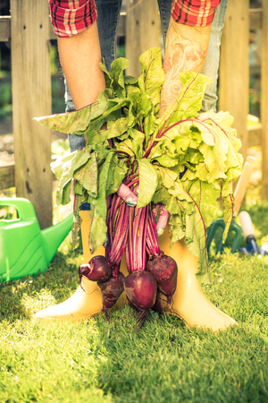 Spring beetroot picked by gardener in wellies.の写真素材