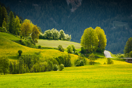 Vibrant green summer trees and flowering meadow in Switzerland Alps.の写真素材