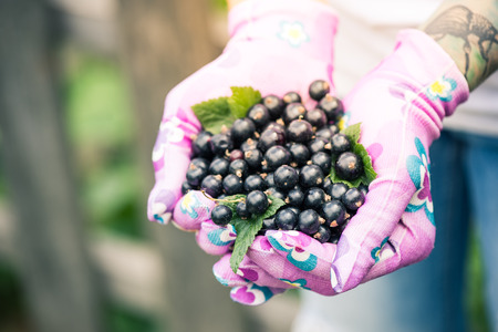 Woman hands holding fresh blackcurrant fruits in garden. Lifestyle, hobby activities.の写真素材