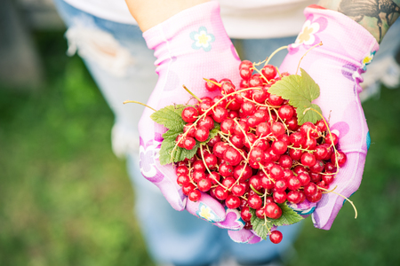 Female hands holding fresh redcurrant fruits in garden.の写真素材