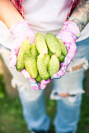 Female gardener or farmer holding fresh cucumbers in hands.の写真素材