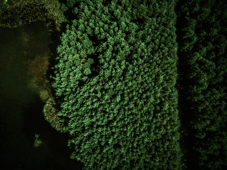 Top down aerial drone view over forest and lake