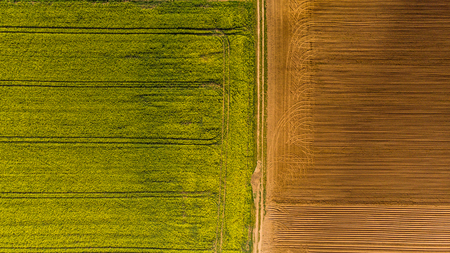 Yellow rape fields and plow soil, aerial drone view.