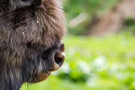 European bison (Bison bonasus) close view on nose , copy space background.の写真素材