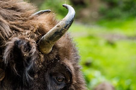European bison (Bison bonasus) close view on eye nad horns.の写真素材