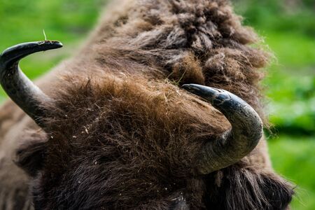 European bison (Bison bonasus) close view on head nad horns.の写真素材