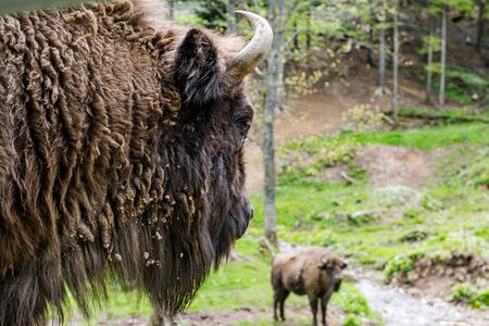 European bison (Bison bonasus) head portrait in natural habitat.