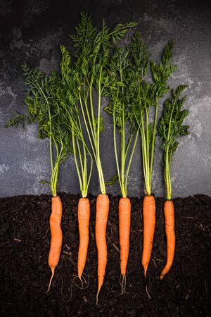 Oragnic Carrots Growing in Soil, Creative Conceptual Image, Top View
