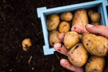 Gardener Hand Holds Freshly Harvested Potatoes.の写真素材