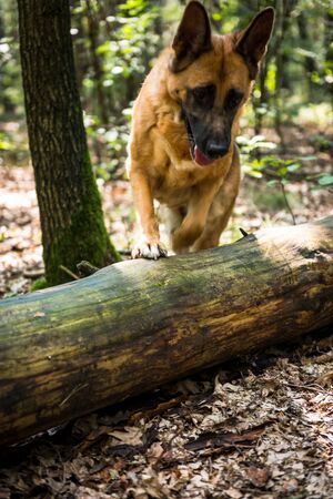 German Shepherd Dog Jumping Over Fallen Tree in Forest, Action Blur.の写真素材