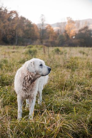 Working Shepherd Dogs Guarding Sheep Flock in Polish Highlands Pastures.の写真素材