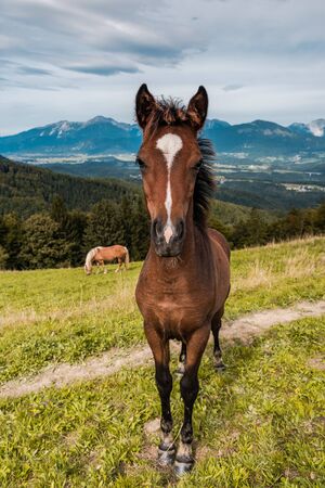 Young Brown Horse on Hill in Mountains.の写真素材