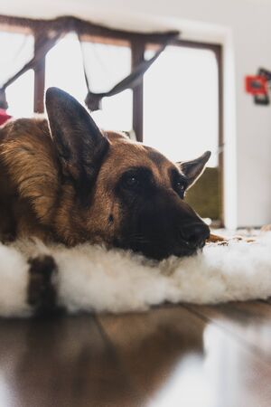 Dog Sleeping on Rug in Modern Home Interior Room.の写真素材