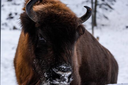 European bison (Bison bonasus) Close Up Portrait at Winter Season.