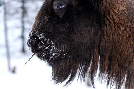 European bison (Bison bonasus) Close Up Portrait at Winter Season.の写真素材