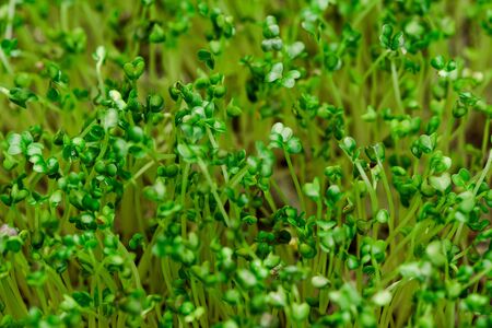Bio Sprouts Grow in Cointainer at Home KItchen. Spring Fresh Healthy Food.