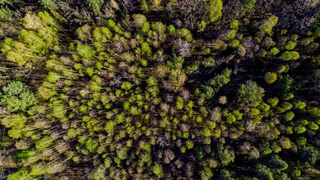 Fresh Green Foliage in Forest at Spring. Aerial Drone View.の写真素材