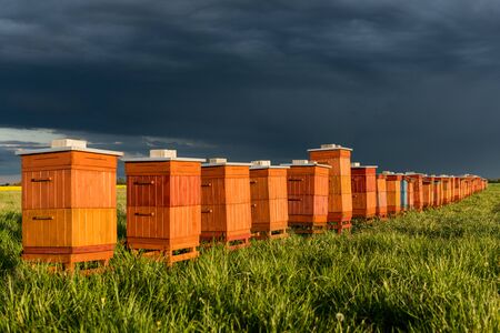 Beehives in Apiary. Bio Honey Production and Beekeeping Concept.の写真素材