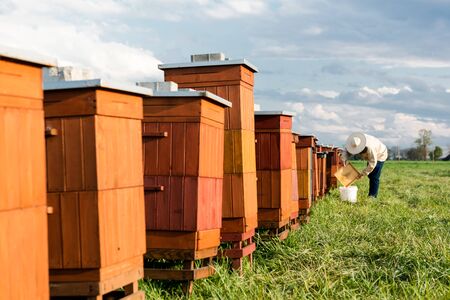 Beekeeper Working and Inspecting  Beehives in Fields. Apiculture and Beekeeping concept.