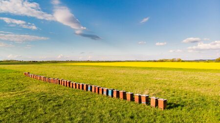 Apiary in Countryside at Rapeseed Plantation. Bio Ecological Honey Food Production.の写真素材