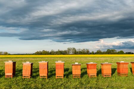 Row of Beehives Outdoor near Rapeseed or Canola Plantation. Beekeeping and Honey Productiom.