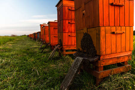 Wooden Beehives in Meadow. Organic Honey. Beekeeping and Apiculture.