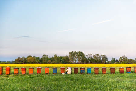 Beekeeper or Apiarist Working on Beehives Outdoor at Meadow.