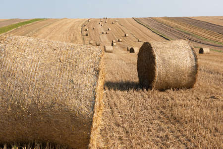 Hay Bale Rows in Meadow. Summer Wallpaper. Countryside Beautiful Landscape.