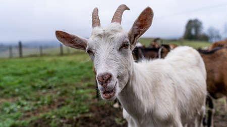 Funny Goat Face Portrait. Livestock and Farm Animals Outdoor.の写真素材
