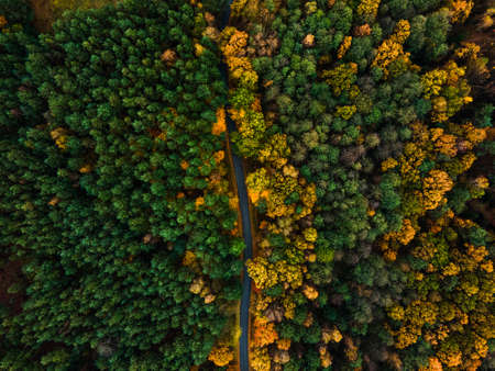 Road in Forest. Colorful Foliage and Trees at Fall Season. Winding Road. Aerial Drone View.