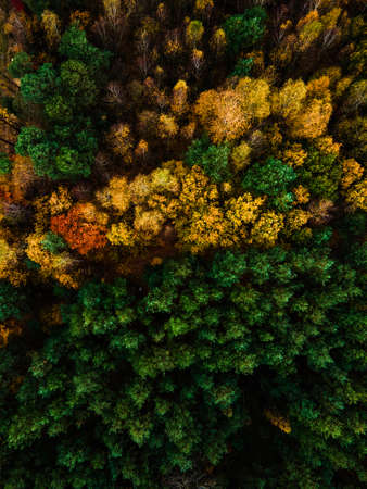 Top Down Aerial Drone View of Colorful Foliage in Forest at Fall.