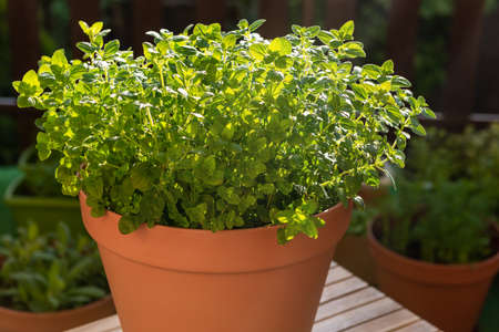 Fresh Oregano in Container in Sunlight at City Balcony. Grown Your Own Fresh Produce and Herbs.の写真素材
