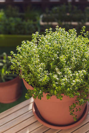 POt with Thyme Herb on Wooden Table at Small City Balcony or Patio in Sunlight.の写真素材