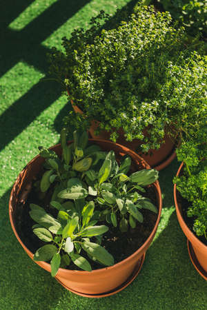 Sage,Thyme and Parsley Growing in Pots on City Balcony. Urban Herbs Garden.の写真素材