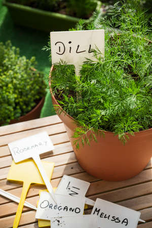 Pot with Fresh Dill Herb Growing and Empty Label. Home Gardening on Balcony, Eco Produce in Ubran Balcony.の写真素材