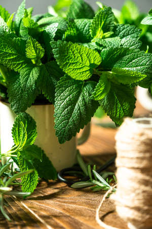 Fresh Melissa Herb on Wooden Table. Homegrown Culinary Plants in Herb Garden.