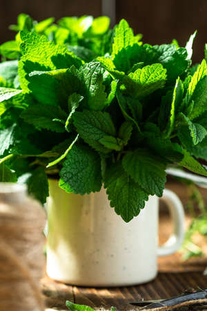 Bunch of Fresh Melissa Herb in Old Metal Cap on Wooden Table. Home Grown Herbs.の写真素材
