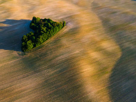 Trees on Farm Field. Aerial Drone View.の写真素材