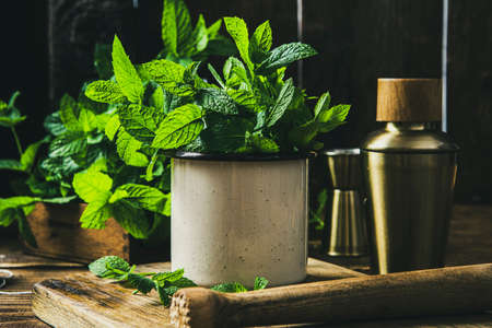 Bunch of Garden Fresh MInt in Rustic Cup.の写真素材