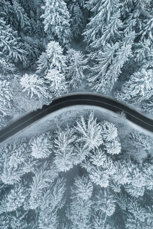 Curvy Winding Winter Road in Forest.