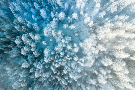 Snow Covered Spruce Trees in Winter Forest.の写真素材
