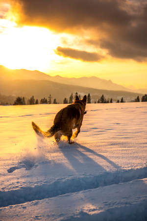 Active Dog Play in Snow Outdoor.
