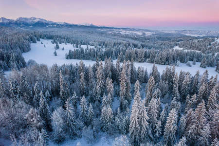 Cold Morning in Tatra Mountains. Spruce FOrest and Mountains.の写真素材