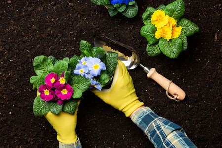Gardening and planting in home garden flat lay background.の写真素材