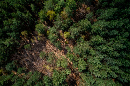 Lush Green Trees in Forest at Spring. Drone View