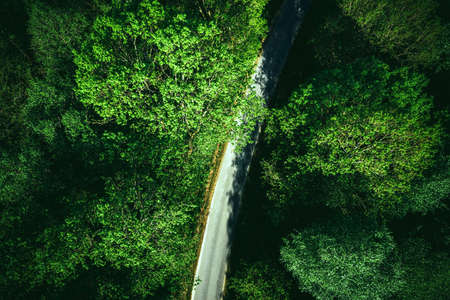 Road in Green Forest, Drone view.