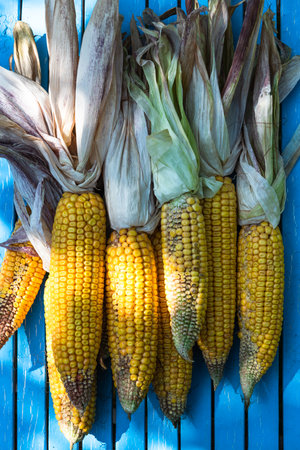 Corncob fresh and ripe on wooden table in garden.の写真素材