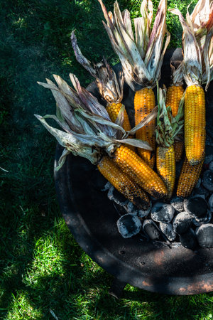 Many corn on the cob grilled on hot coal in home garden.の写真素材