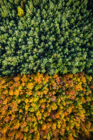 Green and yellow foliage in autum season forest, aerial drone view.